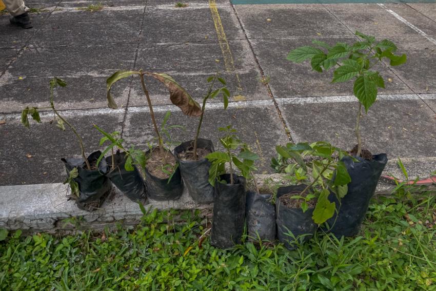 CUGDL y CUCS realizan jornada de reforestación con 30 árboles nativos